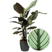 Calathea 'White Star' + Anthracite Cachepot